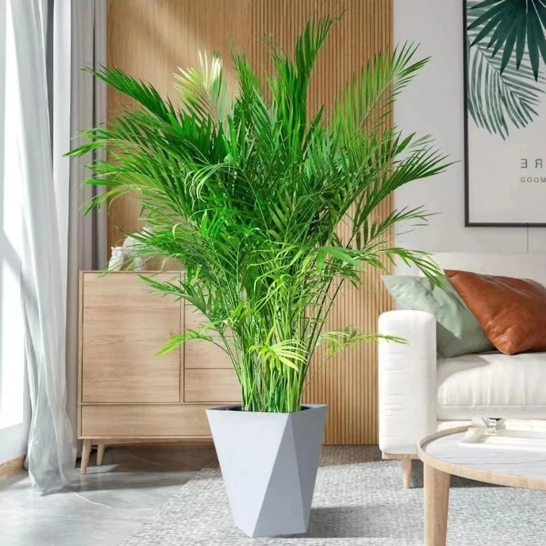 【大型富贵椰子】1.4米+室内落地款好养不死盆栽绿植净化空气加湿