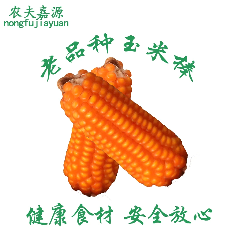 农夫嘉源玉米棒山西老品种玉米可自磨打浆熬粥1穗【满1穗包邮】