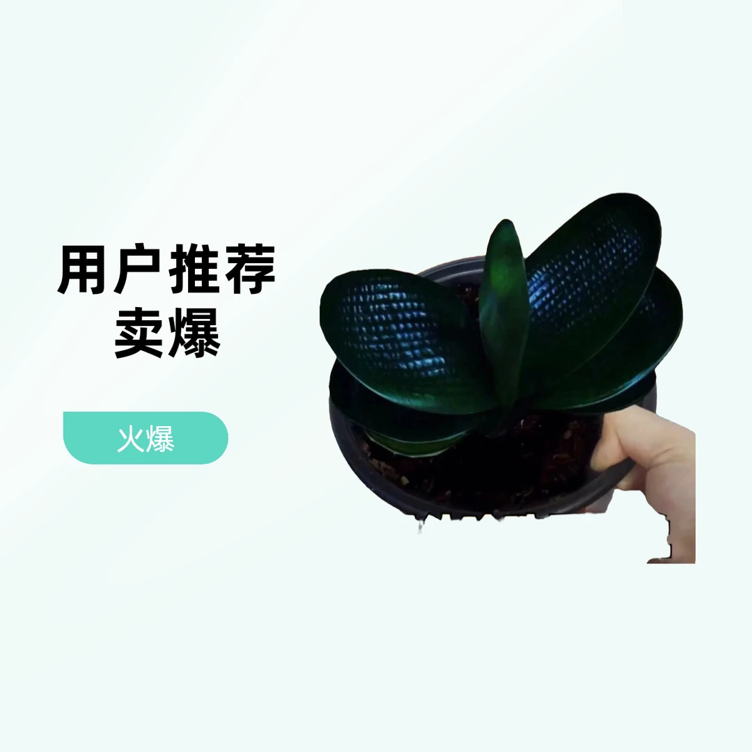 黑珍珠虎头君子兰