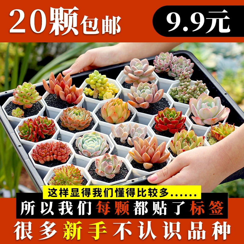 多肉植物新手套餐含盆带土包邮大颗好养易活室内室外办公室阳台组