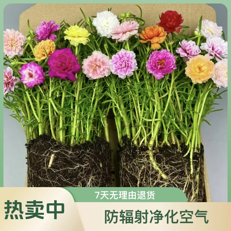 【带根带土】重瓣太阳花苗混色阳台庭院好养花卉宿根耐热基地懒人