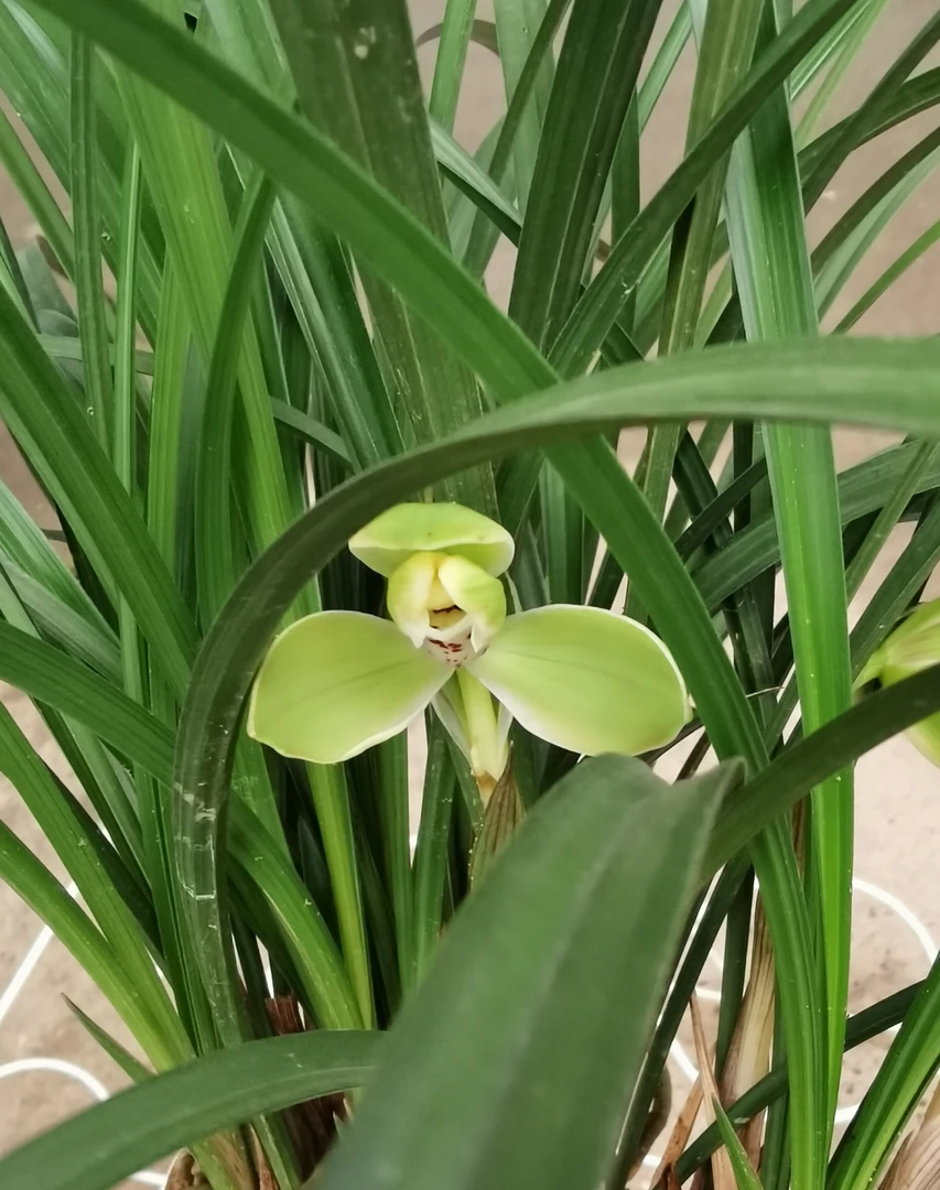 长相守兰苑，春兰宋梅，幽香型，梅瓣经典款