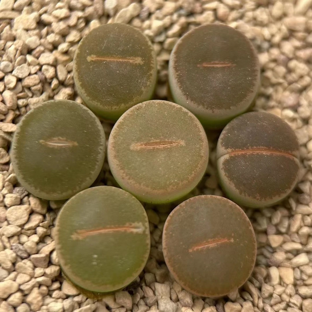 C153和田玉生石花多肉植物可爱精品贵货屁屁花三年生包邮阳台