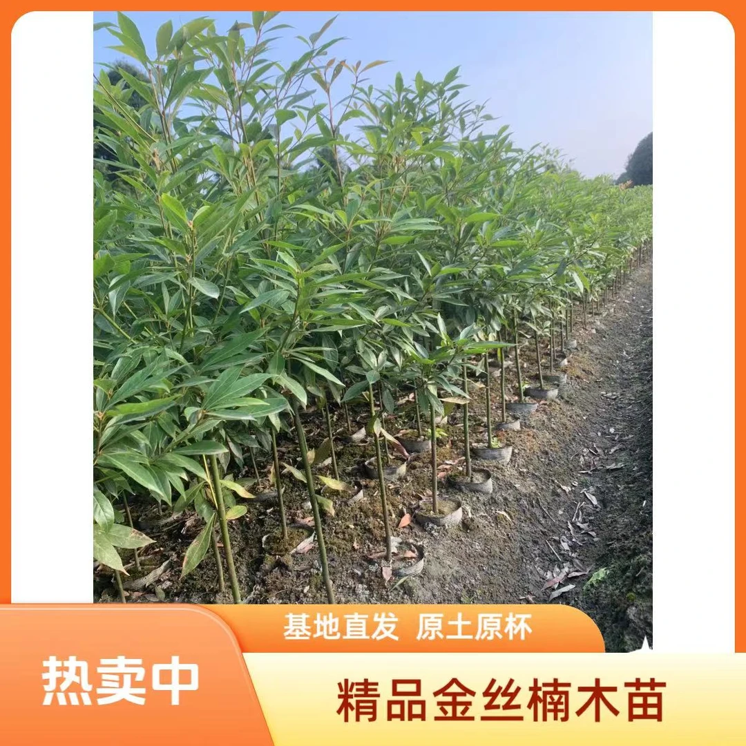 正宗四川金丝楠木树苗常青常绿树原土原杯