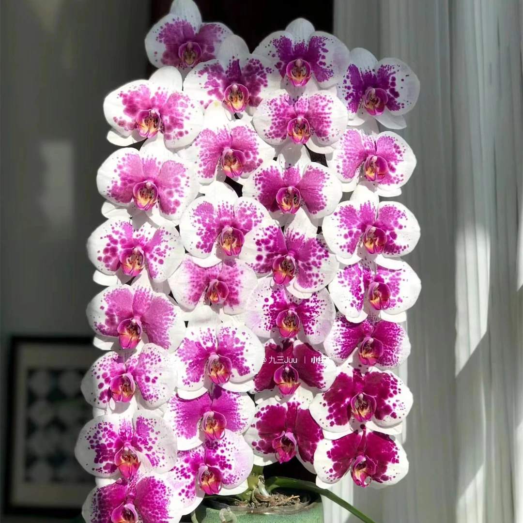 【鸿运财神】3.5有花剑蝴蝶兰