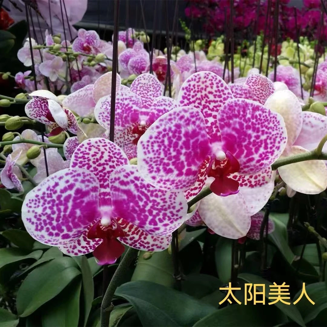 【太阳美人】3.0有花剑蝴蝶兰