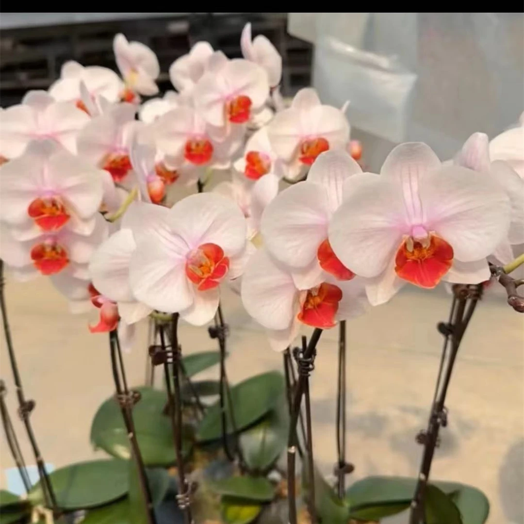 瑕疵【果汁】有花件无花3.5寸蝴蝶兰血橙色舌头