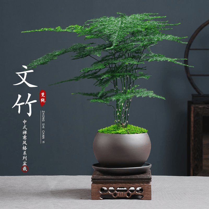 Z108文竹盆栽植物室内花卉办公室桌面净化空气创意小盆景四季常