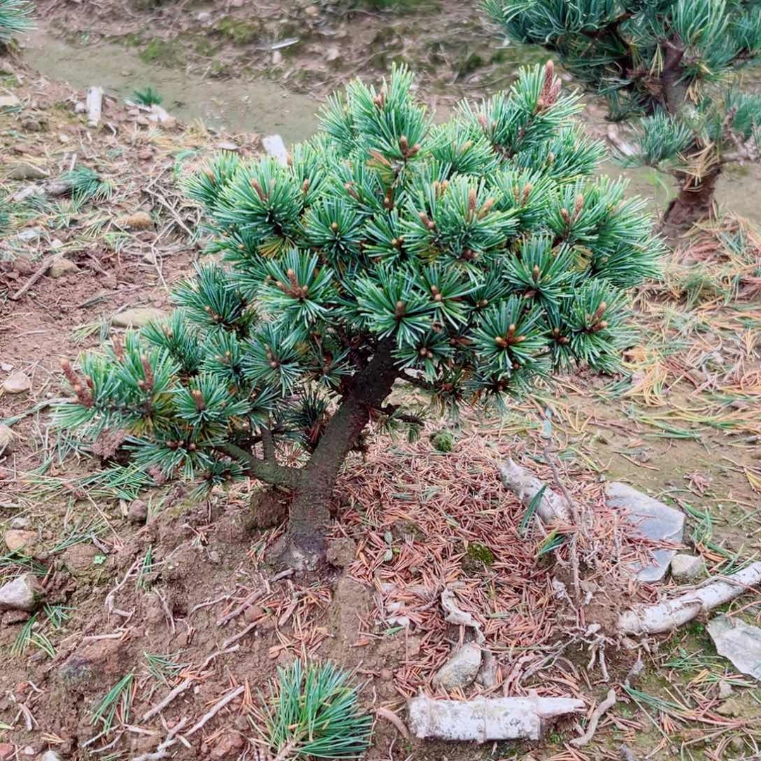 无法给予（回家就5¥88