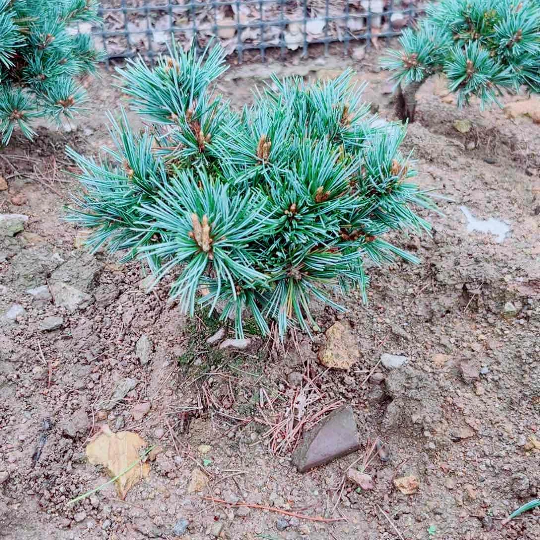 134577e f f g b