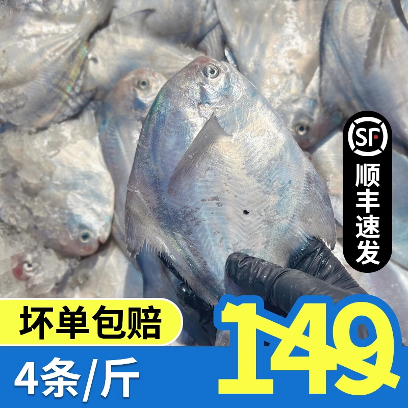 S（4条/斤） 东海舟山银鲳鱼/平鱼/白鲳鲳鳊鱼顺丰急冻发货
