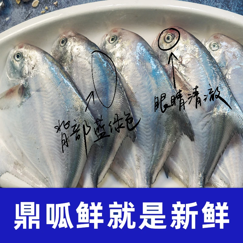 S东海舟山野捕新鲜银鲳鱼/平鱼/鲳鳊鱼/白鲳（5条/斤）顺丰急冻冷链