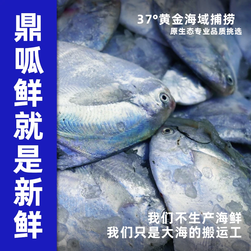 【宁波桐照码头冰鲜】银鲳鱼 2-2.5两/条 5斤 25条内