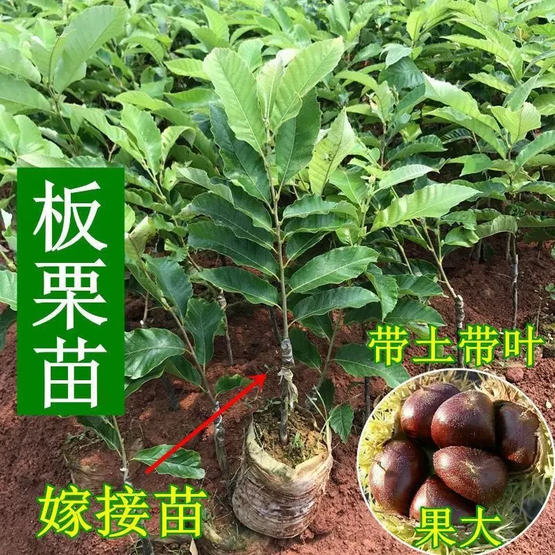 板栗苗树嫁接地栽南方北方种植大红袍当年结果特大板栗树果树果苗