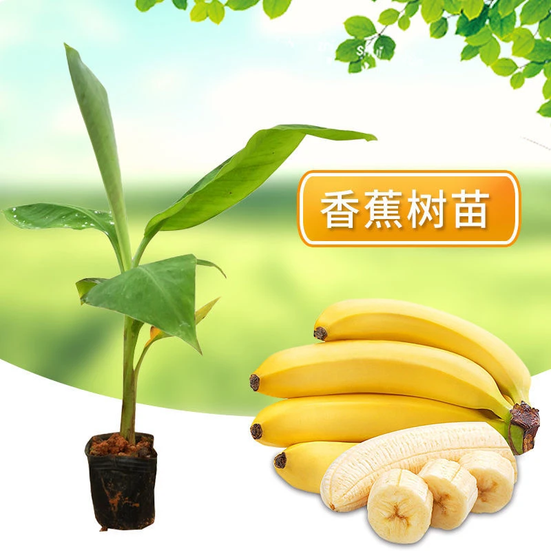 香蕉苗粉蕉苗小米蕉威廉斯香蕉四季种植带土发货成活率高当年结果