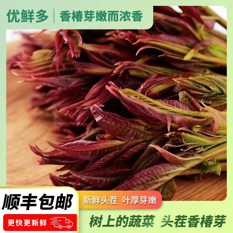 头茬香椿芽新鲜现摘红油香春叶菜头2024陕西野生椿芽菜味道好吃