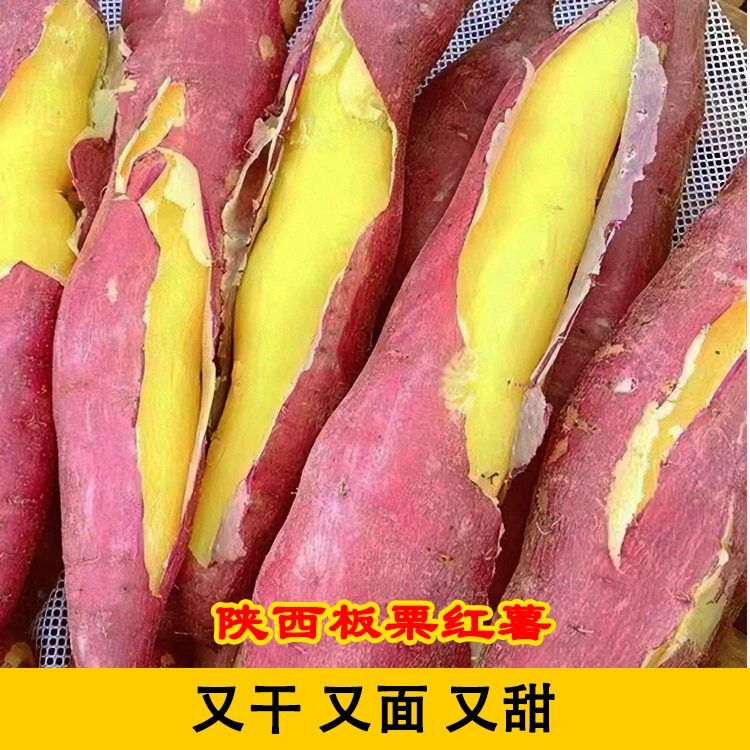 陕西薄皮板栗红薯粉面香甜新鲜采挖番薯地瓜装健康代餐皮薄清甜