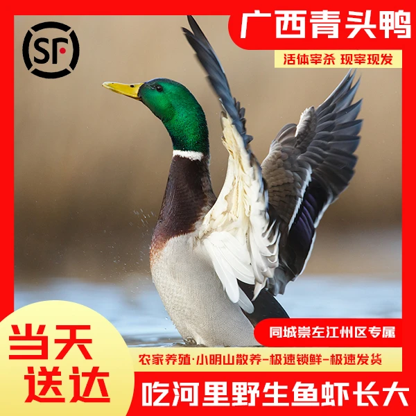 崇左市区那隆土鸭新鲜发货那隆青头鸭鸭肉鲜嫩口感正宗
