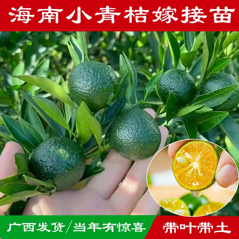 四季海南小金桔苗嫁接小青桔小柠檬盆栽地栽当年有惊喜