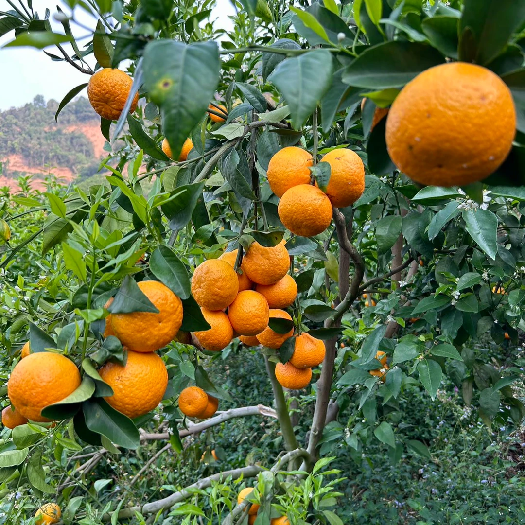 彩箱装大果70~80（mm）5斤，清泉滋养，口感超甜，醇香沃柑