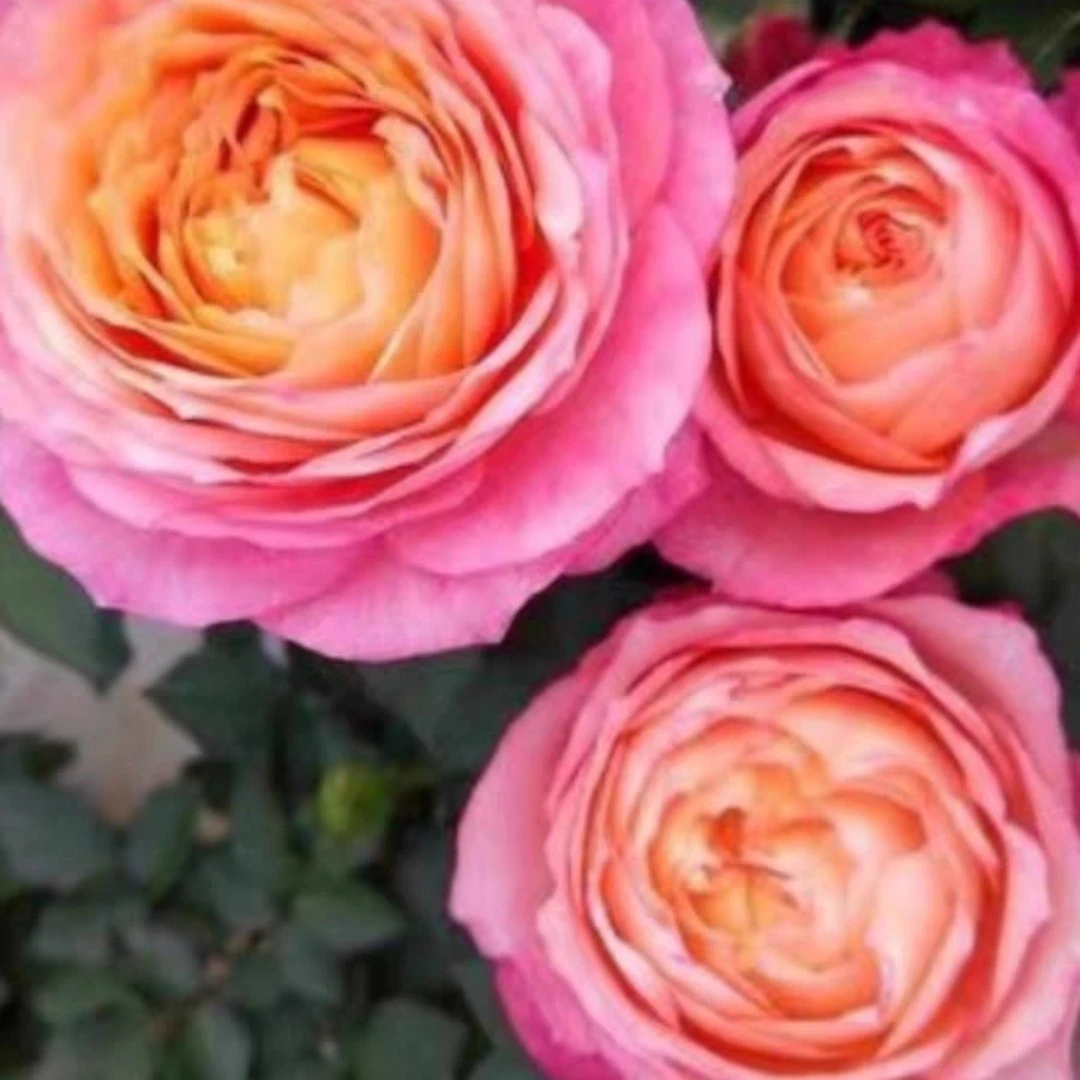【大花美人】月季花苗