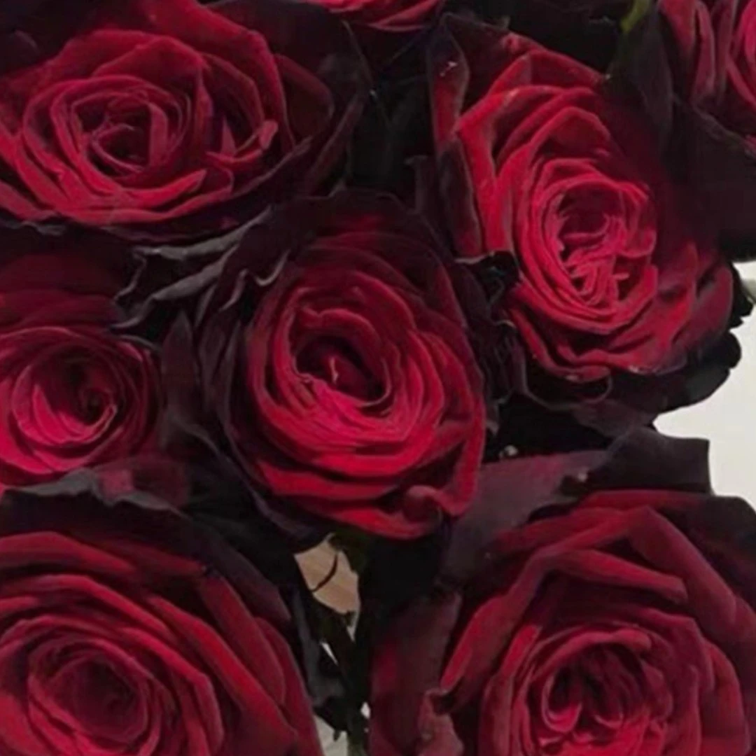 【黑金】月季小苗，