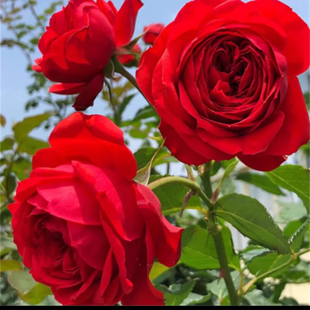 【红苹果】月季花苗中盆