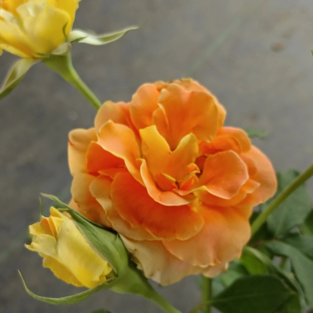 【铜管乐队】月季花苗大盆