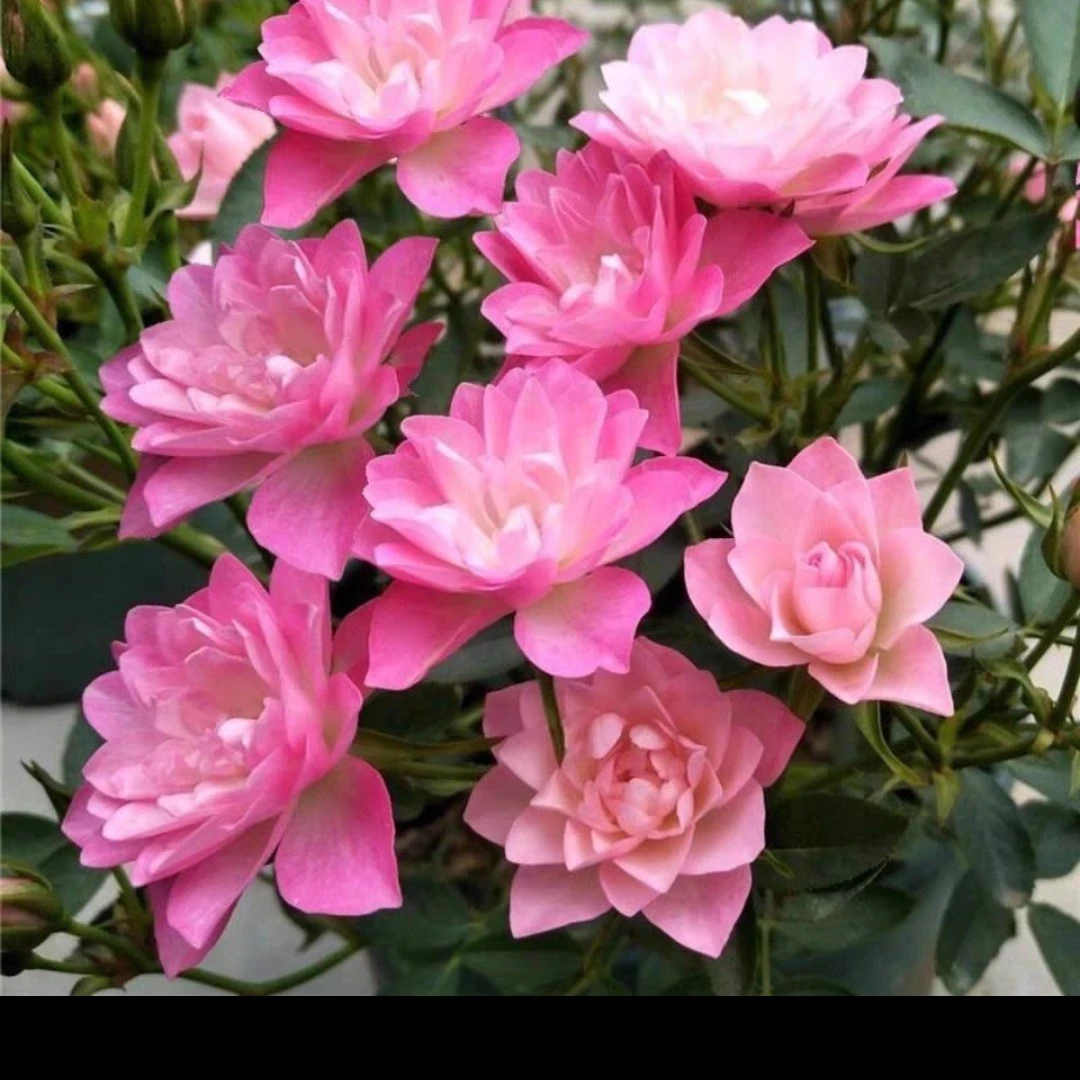 【天河繁星】月季中盆