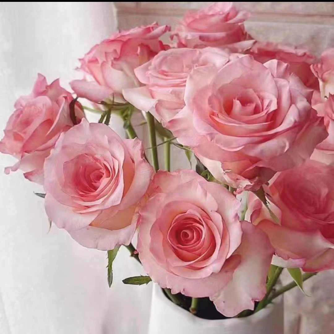 【武媚娘】月季花苗