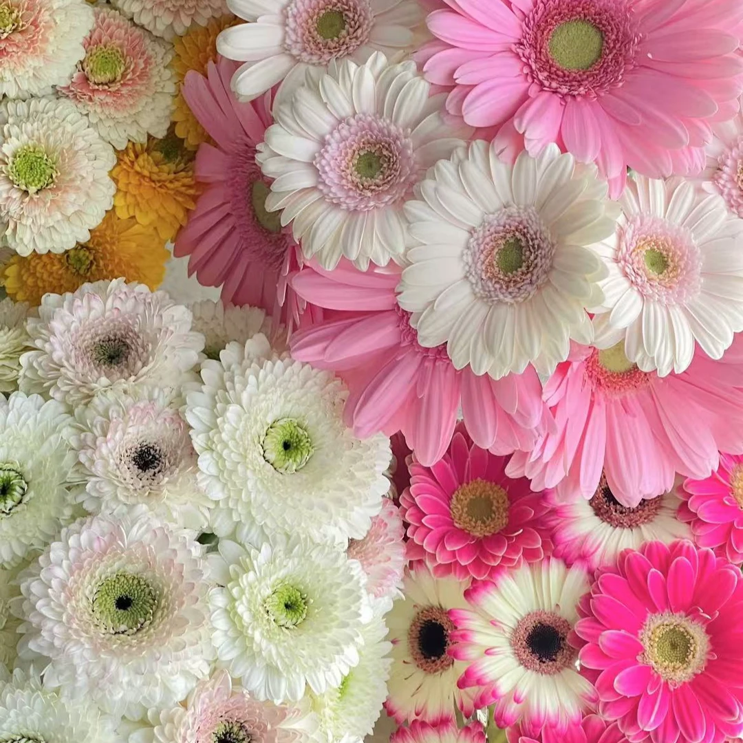 【弗朗】迷你非洲菊~卷边非洲菊~居家插花（满3单空运包邮）10%不售后