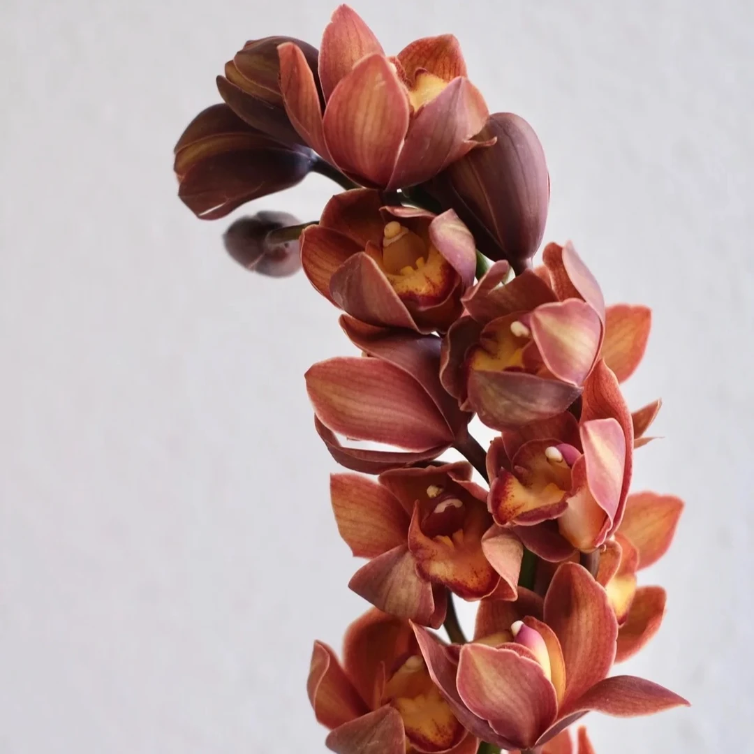 【大花蕙兰】优选精品 小众鲜切花材居家办公室（满3单包邮）