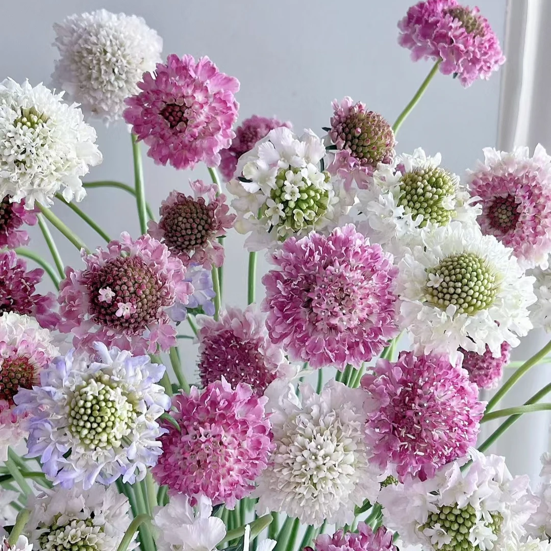 【松虫草】高级感~居家瓶插花（满3单顺丰空运包邮）10%不售后