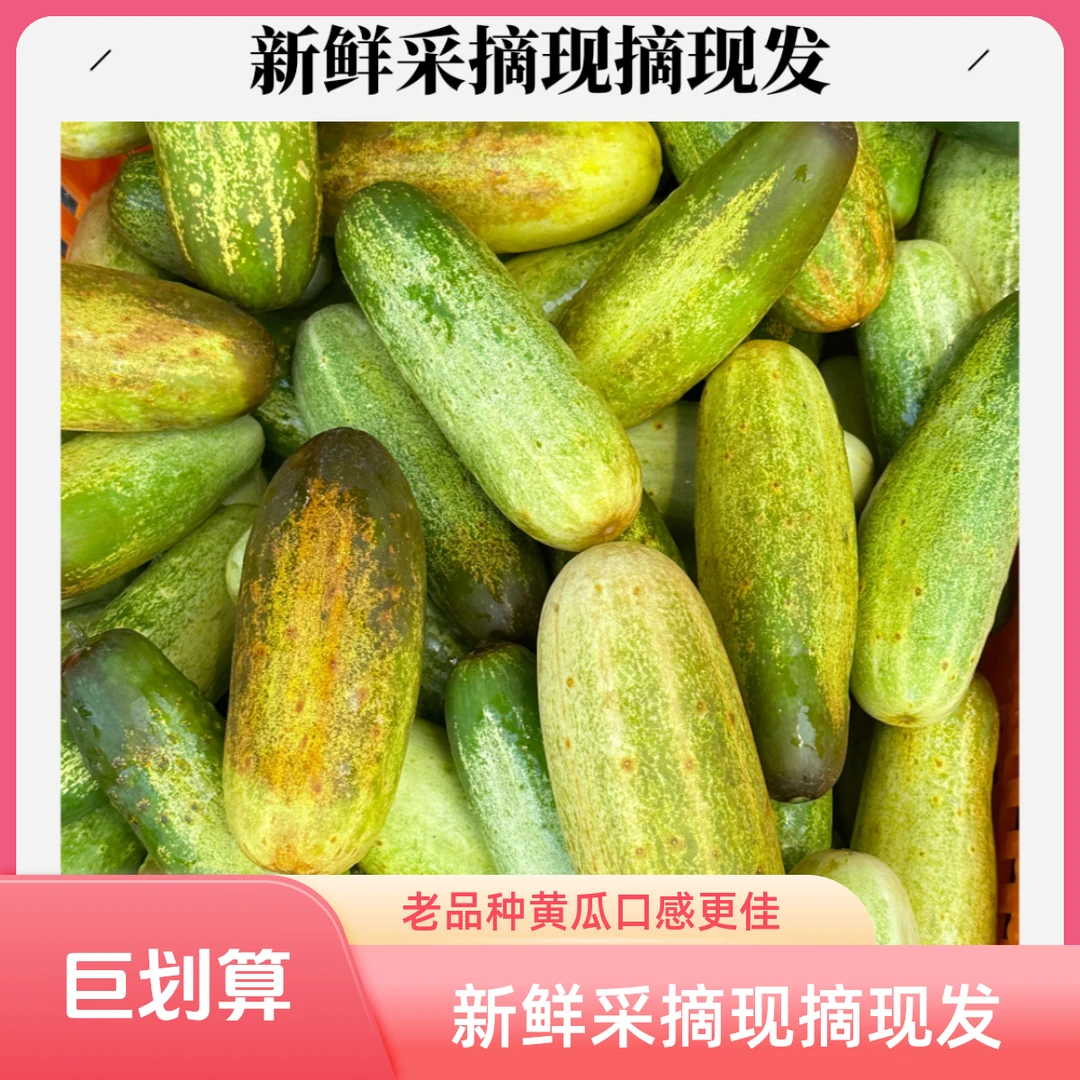 《顺丰快递 》大关老品种生吃小黄瓜 3斤5斤包邮新鲜采摘 现摘现发