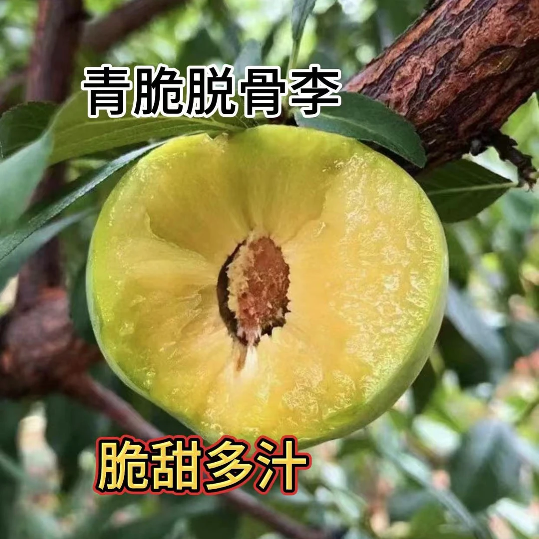 当季新鲜青脆脱骨李 脆甜多汁（5斤包邮）精选大果新鲜采摘现摘现发