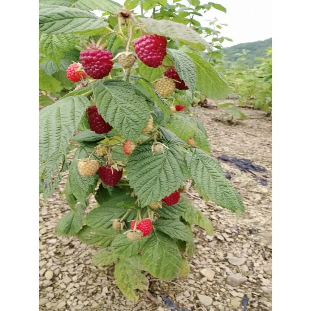 树莓苗双季覆盆子果树苗盆栽地栽南北方种植当年结果红黄黑树莓苗