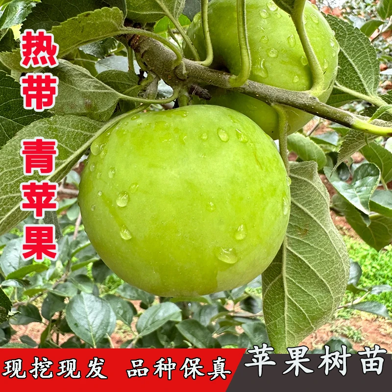 特大南方种植台湾果苗苹果树苗嫁接酸脆甜易活青苹果苗当年结果树