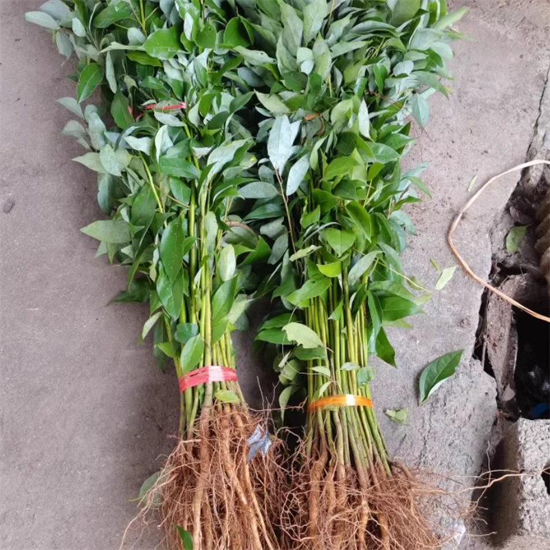 四季种植香樟树苗龙脑小苗常绿庭院风景树盆栽地栽南北方种植苗木