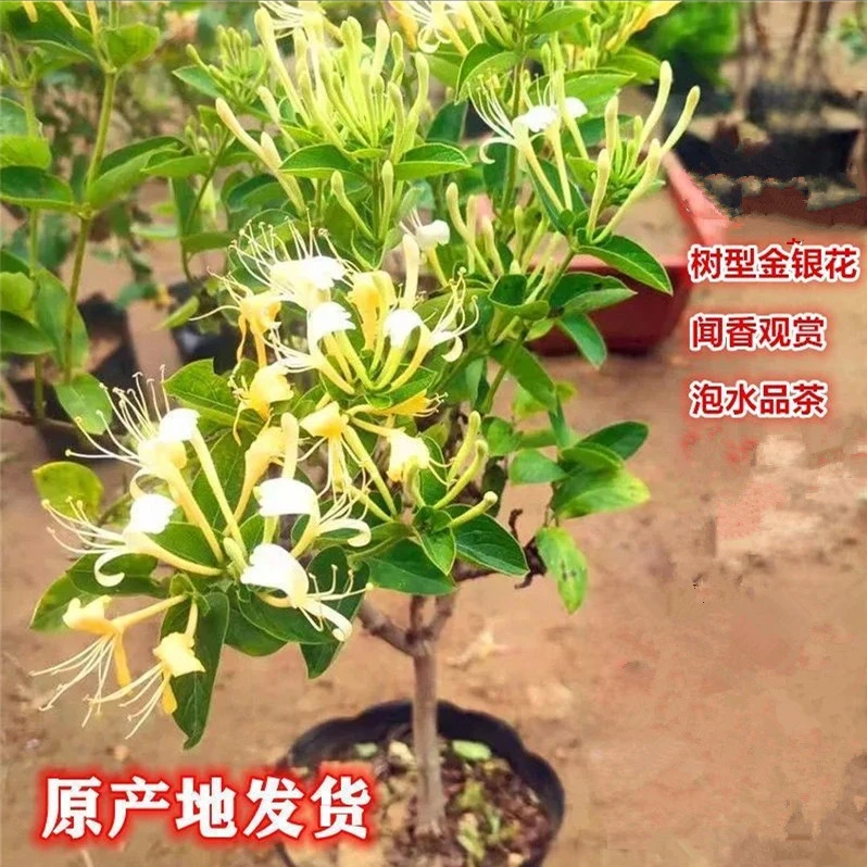 四季金银花树形盆栽地栽花卉绿植阳台庭院盆景金银花带土爬藤泡茶