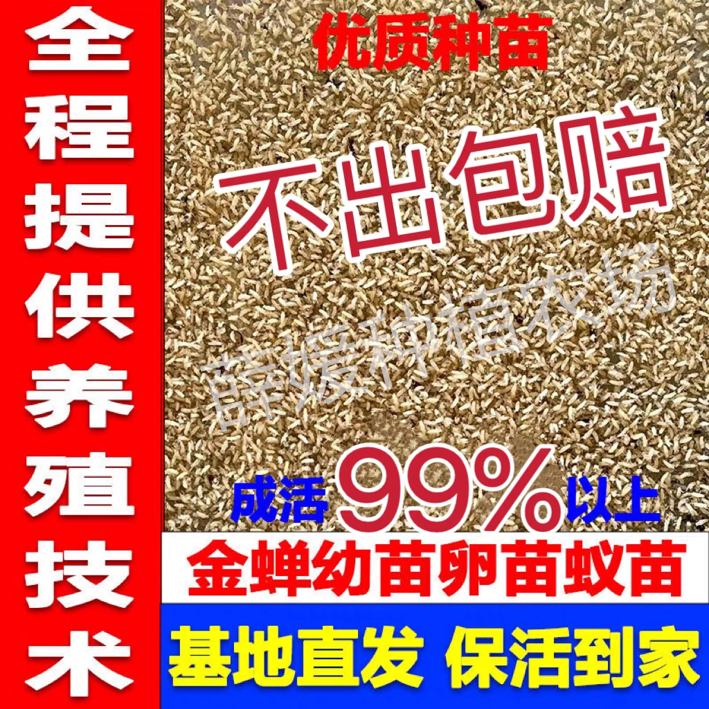 【基地直发】知了龟幼苗爬叉种卵种子养殖地批发幼虫蝉蚁幼苗活