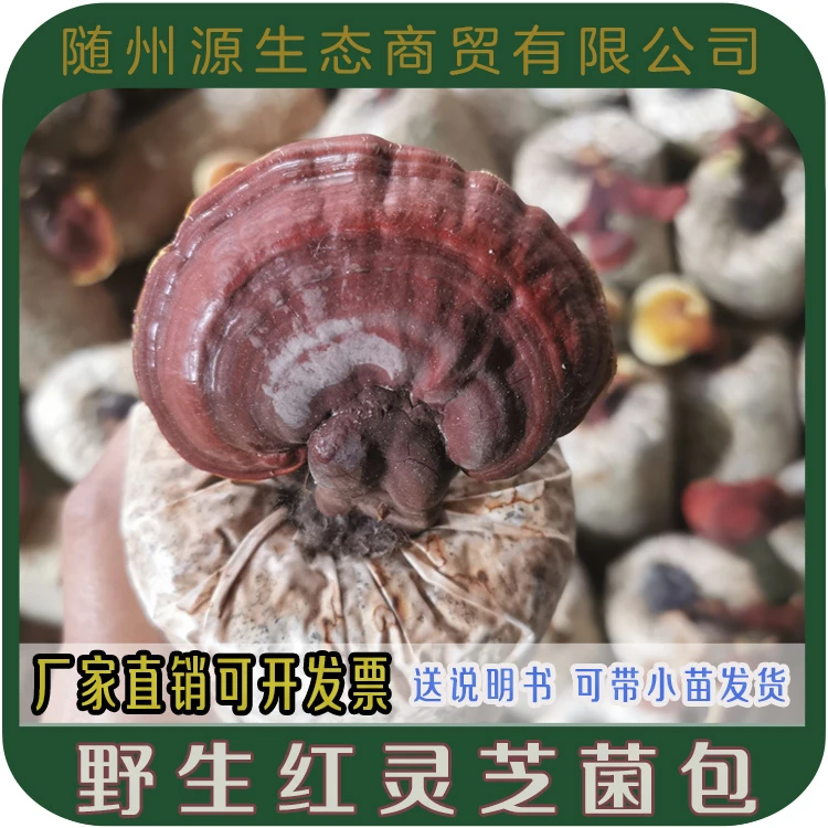 野生红灵芝菌包  灵芝菌包 蘑菇菌包 食用菌栽培包