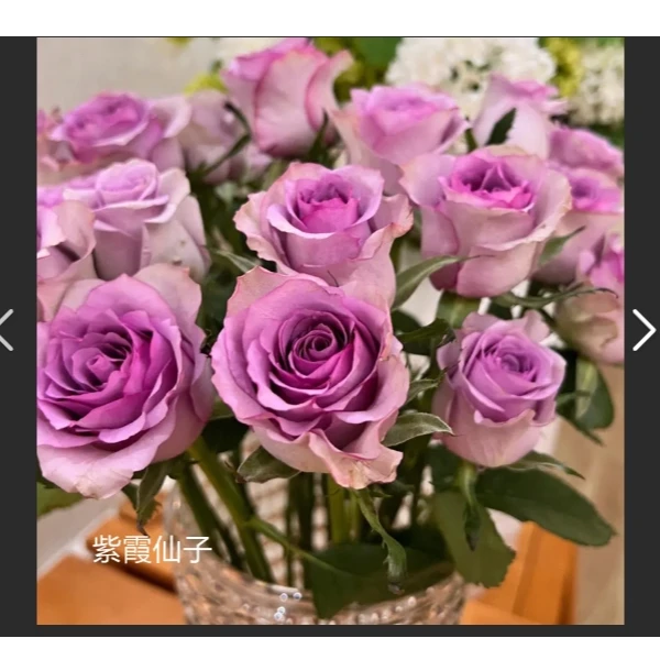 紫霞仙子玫瑰10枝基地直发（两单冷链包邮）