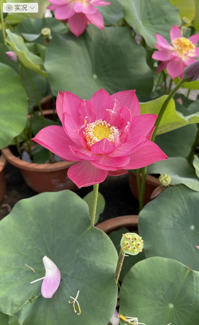 荷花小型:小贵妃 种藕一支(包邮)