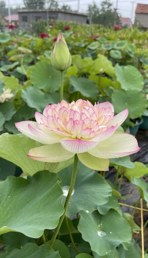 荷花、大型：  新云锦    种藕一支（包邮）