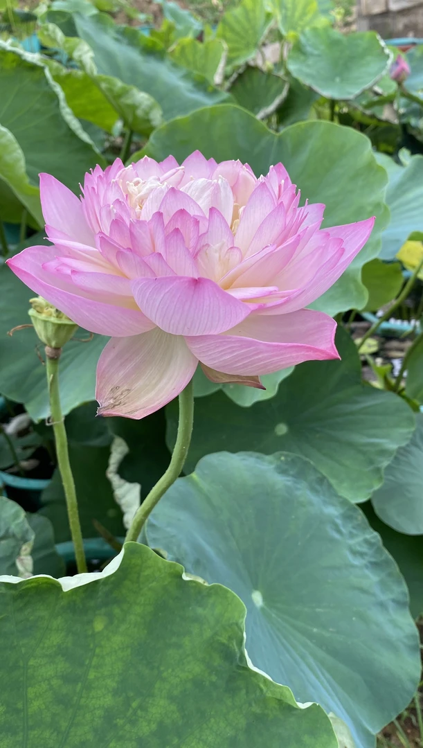 荷花  大型：  鸳鸯戏水  种藕一支（包邮）