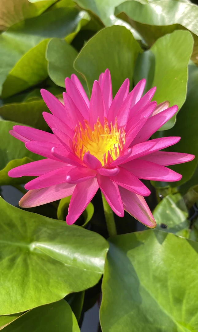 耐寒睡莲：丝绸  种苗一棵（包邮）大型