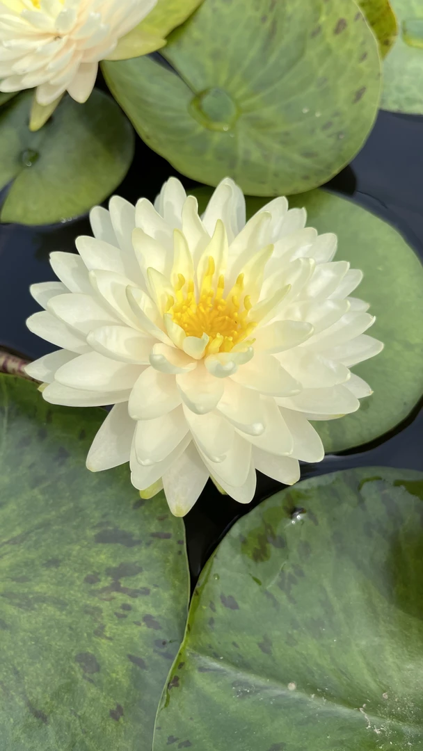 耐寒睡莲：柠檬蛋糕  种苗一棵（包邮）大型