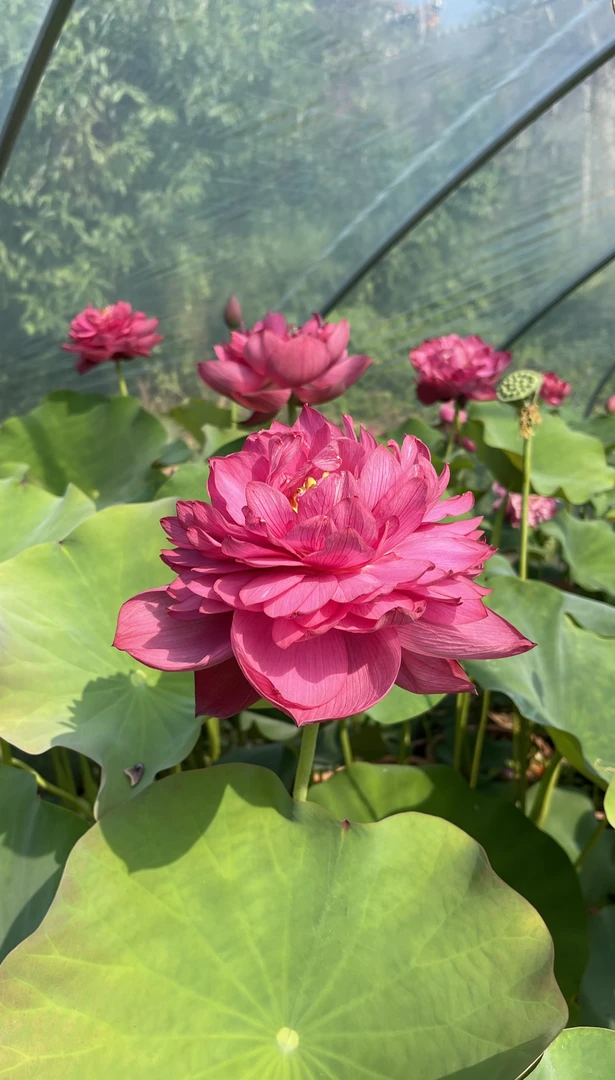 荷花、大型：  披真红    种藕一支（包邮）