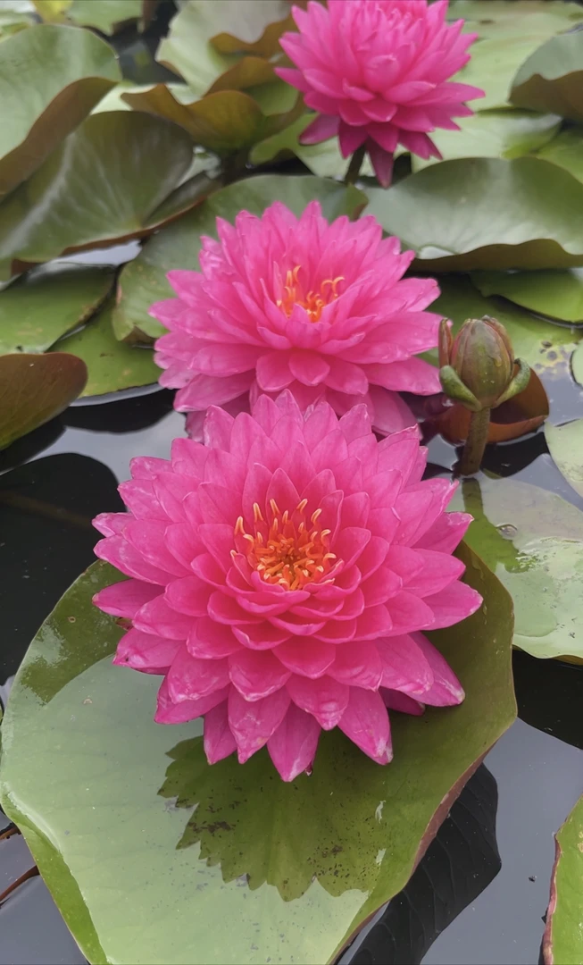 耐寒睡莲：鸽子血  种苗一棵（包邮）大型