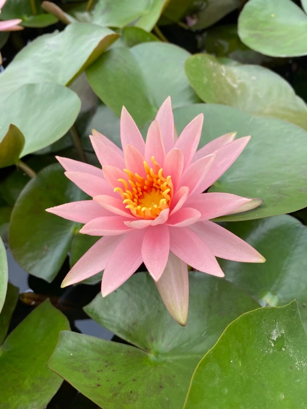 耐寒睡莲：科罗拉多  种苗一棵（包邮）大型